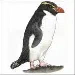 Snares Penguin illustration