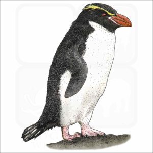 Snares Penguin illustration
