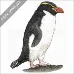 Snares Penguin stock image