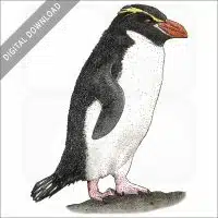 Snares Penguin stock image