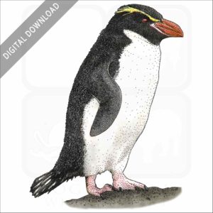 Snares Penguin stock image