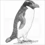 Snares Penguin