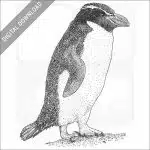 Snares Penguin