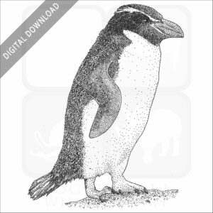 Snares Penguin