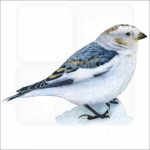 Snow Bunting illustration
