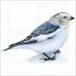 Snow Bunting illustration