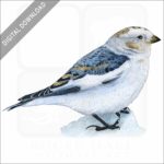 Snow Bunting stock image