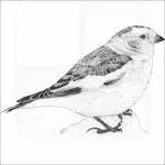 Snow Bunting
