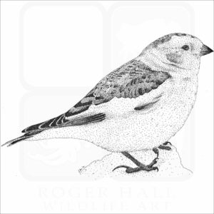 Snow Bunting