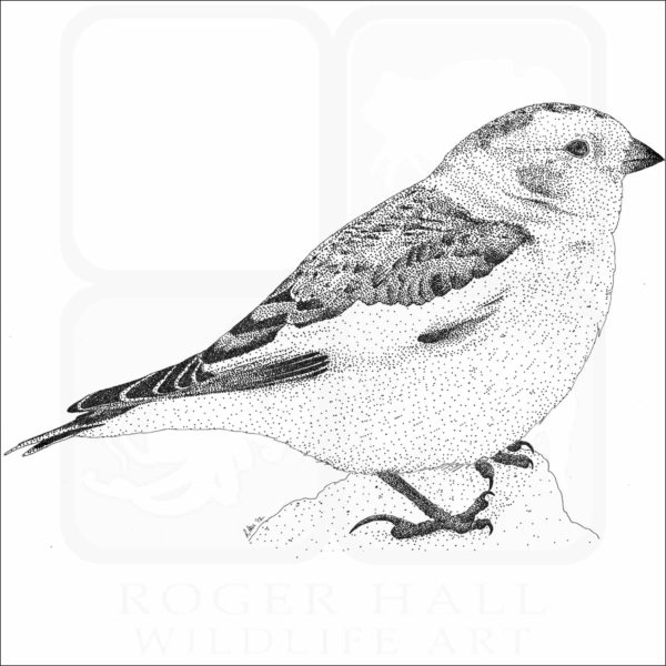 Snow Bunting