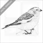 Snow Bunting