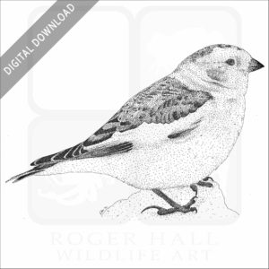 Snow Bunting
