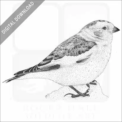 Snow Bunting