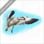 Snow Goose stock image