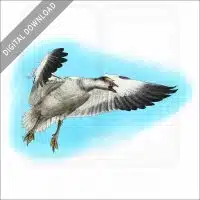Snow Goose stock image