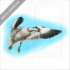Snow Goose stock image