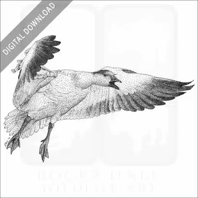 Snow Goose