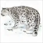 Snow Leopard illustration