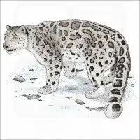 Snow Leopard illustration