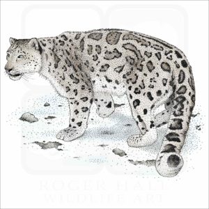 Snow Leopard illustration