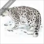 Snow Leopard stock image