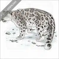 Snow Leopard stock image