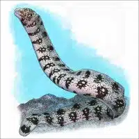 Snowflake Moray Eel illustration
