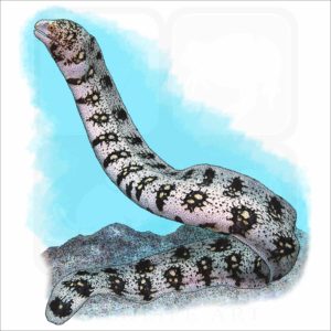 Snowflake Moray Eel illustration