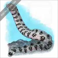 Snowflake Moray Eel stock image