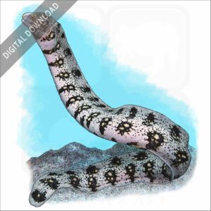 Snowflake Moray Eel stock image