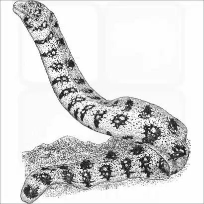 Snowflake Moray Eel
