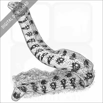 Snowflake Moray Eel