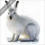 Arctic Hare stock image
