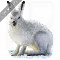 Arctic Hare stock image