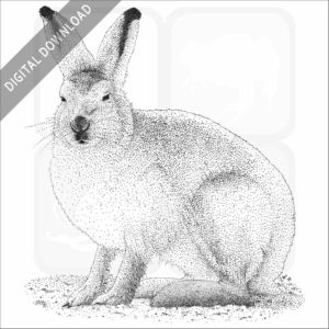 Arctic Hare black and white stock art drawing