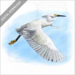 Snowy Egret stock image