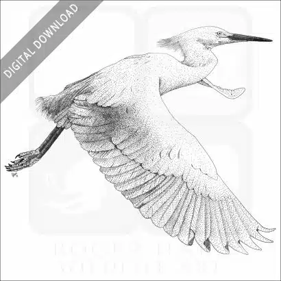 Snowy Egret