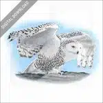 Snowy Owl stock image