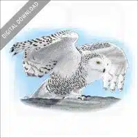 Snowy Owl stock image