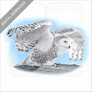 Snowy Owl stock image