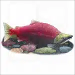 Sockeye Salmon illustration