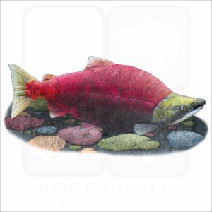 Sockeye Salmon illustration