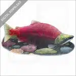 Sockeye Salmon stock image