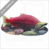 Sockeye Salmon stock image