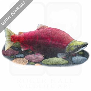 Sockeye Salmon stock image