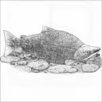 Sockeye Salmon