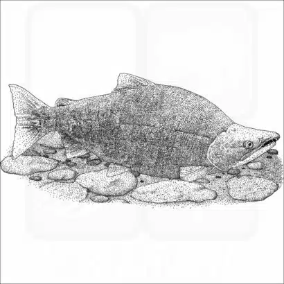 Sockeye Salmon