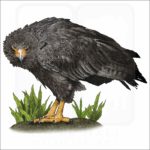 Solitary Eagle illustration