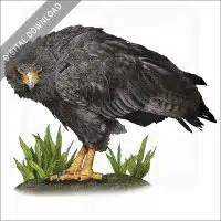 Solitary Eagle stock image