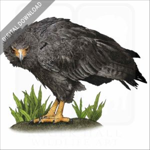 Solitary Eagle stock image